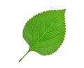 Green leaf isolated on white Royalty Free Stock Photo