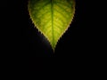 Green leaf isolates on black background