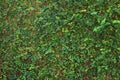 Green leaf ivy vine nature wall texture background Royalty Free Stock Photo