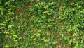 Green leaf ivy vine nature wall texture background Royalty Free Stock Photo