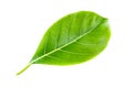 Green leaf jackfruit. Isolated on a white. Royalty Free Stock Photo