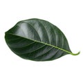 Green leaf of Jackfruit isolated on white background. with clipping path Royalty Free Stock Photo