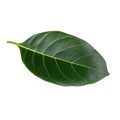 Green leaf of Jackfruit isolated on white background. with clipping path Royalty Free Stock Photo