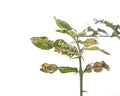 Green leaf of kaffir lime leaves showing canker problem. Studio Royalty Free Stock Photo