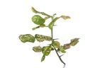 Green leaf of kaffir lime leaves showing canker problem. Studio Royalty Free Stock Photo