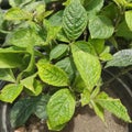 Green Leaf KecibelingÂ Strobilanthes Crispus Plant