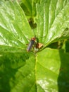 Green leaf with lady bug in garden, macro photo of Bulgaria Royalty Free Stock Photo