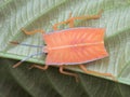 green leaf ladybug nimfa on the leaf Royalty Free Stock Photo