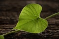 Green leaf Royalty Free Stock Photo