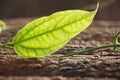 Green leaf Royalty Free Stock Photo