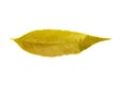 Green leaf of lemon tree isolated on white background. Royalty Free Stock Photo