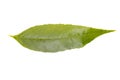 Green leaf of lemon tree isolated on white background. Royalty Free Stock Photo