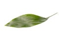 Green leaf of lemon tree isolated on white background. Royalty Free Stock Photo