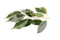 Green leaf of lemon tree isolated on white background. Royalty Free Stock Photo