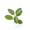 Green leaf of lemon tree on small branch. Studio shot isolated o Royalty Free Stock Photo