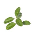 Green leaf of lemon tree on small branch. Studio shot isolated o Royalty Free Stock Photo