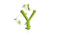 Green leaf letter Y, garden eco friendly alphabet