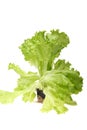 Green leaf lettuce Royalty Free Stock Photo