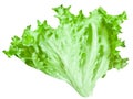 Green leaf lettuce Royalty Free Stock Photo