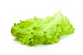 Green leaf lettuce