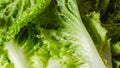 Green leaf lettuce close-up on white cutting board. Crisp fresh organic leaves of Romaine lettuce, woman hands Royalty Free Stock Photo