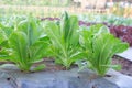 Green leaf lettuce crops Royalty Free Stock Photo