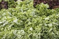 Green leaf lettuce display Royalty Free Stock Photo