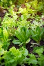 Green leaf lettuce and  Frillice Iceberg  and green cos  and green oak lettuce and red oak lettuce   on organic   vegetables salad Royalty Free Stock Photo