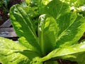 Green leaf lettuce grows in a vegetable garden. Fresh organic salad close-up Royalty Free Stock Photo