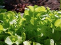 Green leaf lettuce grows in a vegetable garden. Fresh organic salad close-up Royalty Free Stock Photo