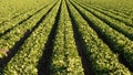 Green Leaf Lettuce in Rows Royalty Free Stock Photo