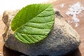 A green leaf lies on a rock