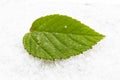 A green leaf lies in the snow