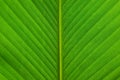 Green leaf line