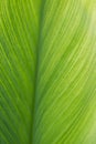 Green leaf line texture background, vertical