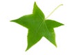 green leaf of Liquidambar styraciflua isolated on white background