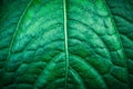 Green leaf  with little  white  hair  texture background Royalty Free Stock Photo