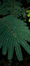 Green leaf look closer Royalty Free Stock Photo