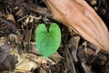 Green Leaf look like heart