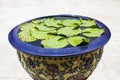 Green leaf lotus in glazed water jar with dragon patterns