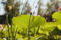 Green leaf of a lotus with not revealed flower bud against the background of leaves among a grass and the sky