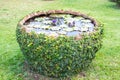 Green leaf lotus plant in a big clayed pot with creeper plant on