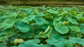 Green leaf lotus on water in Wudang mountains Royalty Free Stock Photo