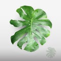 Green leaf low poly-1 Royalty Free Stock Photo