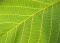 Green leaf. macro Royalty Free Stock Photo