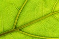 Green leaf macro background. Closeup texture and pattern of organic plant. Selected focus. Nature, foliage, biology Royalty Free Stock Photo