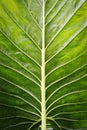 Green leaf macro background. Closeup texture and pattern of organic plant. Selected focus. Nature, foliage, biology Royalty Free Stock Photo