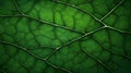 Green leaf macro background. Closeup texture and pattern of organic plant. Selected focus. Nature, foliage, biology Royalty Free Stock Photo