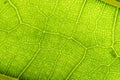 Green leaf macro background. Closeup texture and pattern of organic plant. Selected focus. Nature, foliage, biology Royalty Free Stock Photo