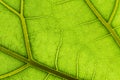 Green leaf macro background. Closeup texture and pattern of organic plant. Selected focus. Nature, foliage, biology Royalty Free Stock Photo